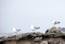Mouettes Blanches - Anglet par Kimu