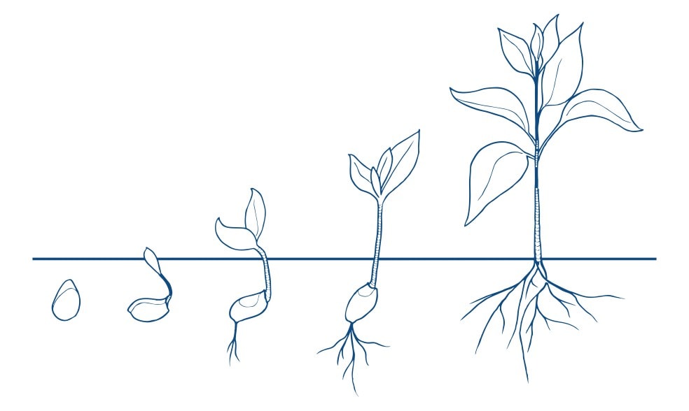 Kimu fait germer vos idees